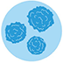 Immune system icon